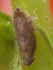 Scaphytopius