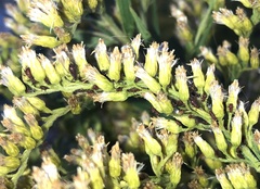 Uroleucon nigrotuberculatum