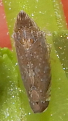 Scaphytopius