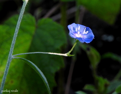 Evolvulus arizonicus