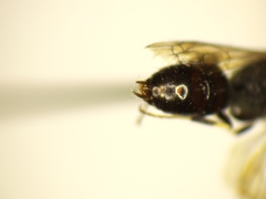 Hylaeus punctatus