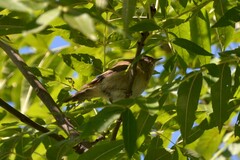 Phylloscopus collybita