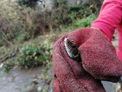 Lacerta schreiberi