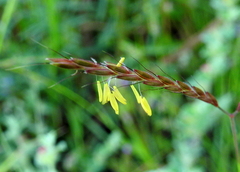 Oplismenus compositus