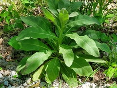 Verbascum thapsus