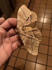 Gonimbrasia belina