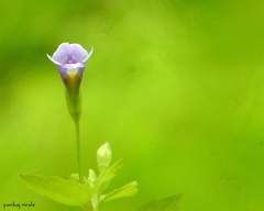 Torenia anagallis
