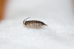 Porcellionidae