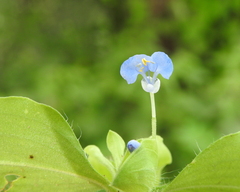 Commelina benghalensis