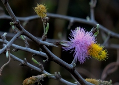 Dichrostachys