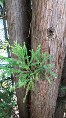 Cryptomeria japonica
