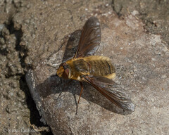 Poecilanthrax sackenii