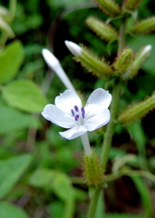 Plumbago zeylanica