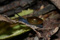 Morlina glabra