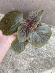 Perilla frutescens