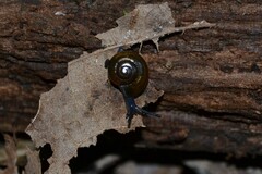 Morlina glabra