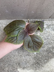 Perilla frutescens