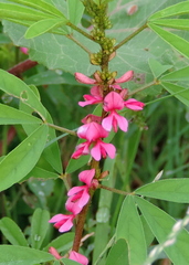 Indigofera tinctoria