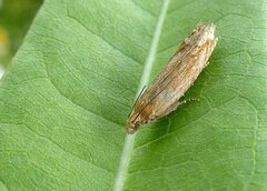 Eucosma cana