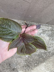 Perilla frutescens