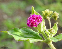 Boerhavia diffusa