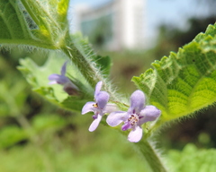 Mesosphaerum suaveolens