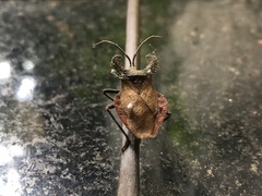 Menenotus lunatus