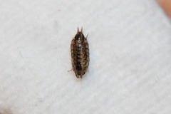 Porcellionidae