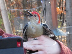 Melanerpes carolinus