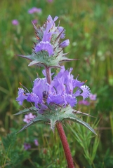 Salvia carduacea