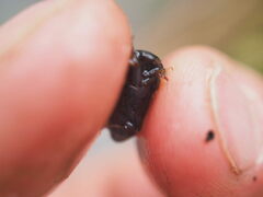 Agabinae