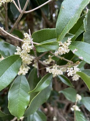Osmanthus fragrans