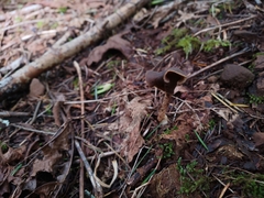 Helvella compressa