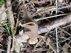 Helvella compressa
