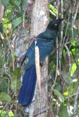 Crotophaga major