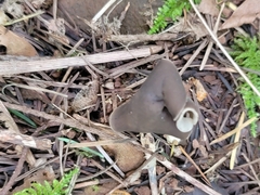 Helvella compressa