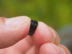 Agabinae