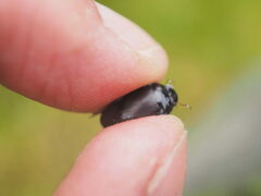Agabinae