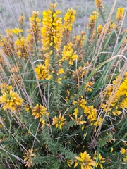 Ulex