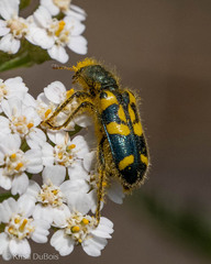 Trichodes ornatus