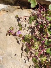 Cymbalaria muralis
