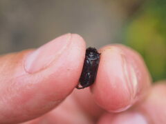 Agabinae
