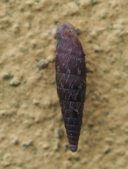 Clausiliinae