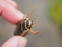 Dytiscus marginalis marginalis