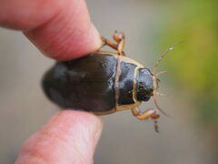 Dytiscus marginalis marginalis