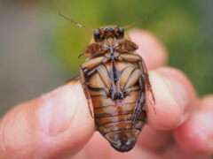 Dytiscus marginalis marginalis