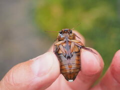 Dytiscus marginalis marginalis