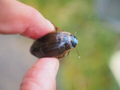 Dytiscus marginalis marginalis