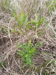 Ptaeroxylon obliquum