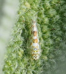Eupteryx